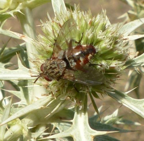 Réf. 238 204 : Linnaemya vulpina